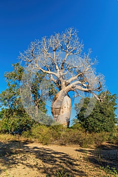 Famous Baobabs Amoureux in Madagascar photo
