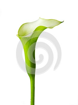 Famous beautiful calla lily flower fine art isolated on white background