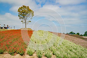 The famous and beautiful Panoramic Flower Gardens Shikisai-no-oka