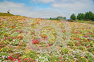 The famous and beautiful Panoramic Flower Gardens Shikisai-no-oka