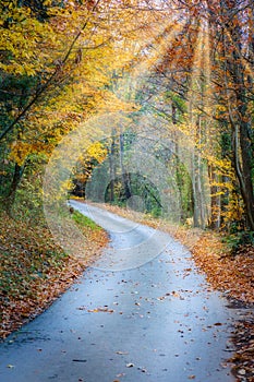 Famous beech forest in Spain, near the village Olot, near the volcanoes ambient La Fageda