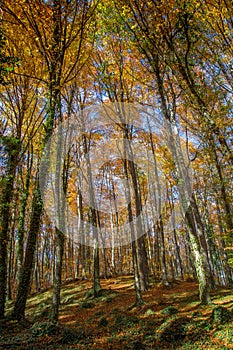 Famous beech forest in Spain, near the village Olot, near the volcanoes ambient La Fageda