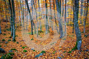 Famous beech forest in Spain, near the village Olot, near the volcanoes ambient La Fageda