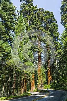 Famous big sequoia trees