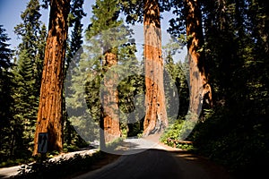 The famous big sequoia trees are