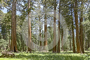 Famous big sequoia trees are standing in Sequoia National Park, Giant village area , big famous Sequoia trees, mammut trees