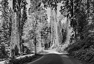 The famous big sequoia trees are standing in Sequoia National Park