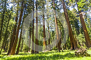 The famous big sequoia trees are standing in Sequoia National Park, Giant village area