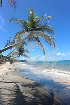 Famous Brazilian Tropical Beach - Trancoso