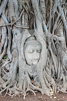 The famous buddha head, Ayutthaya, Thailand