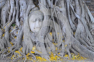 Famous Buddha head in the roots of a tree in Ayutthaya