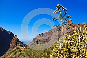 Famous canyon Masca at Tenerife - Canary