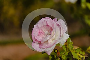 Famous Charles Aznavour variety of white rose with ornamental red border, grown in the rose garden of Palermo in Buenos Aires. photo