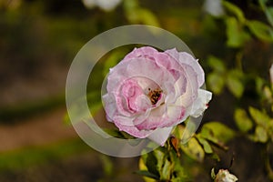 Famous Charles Aznavour variety of white rose with ornamental red border, grown in the rose garden of Palermo in Buenos Aires. photo