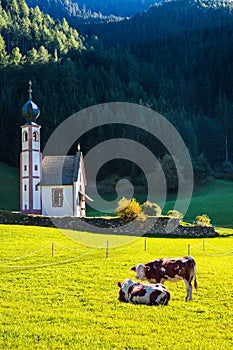 The famous church of Santa Magdalena in green Alpine meadows, Dolomites. On the green grass hillside grazing cow. The concept of photo