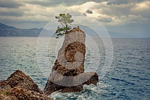 Famous coastal rock with lonely pine tree on top near Portofino. Liguria, Italy