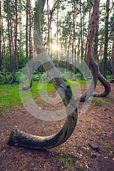 Famous Crooked Forest