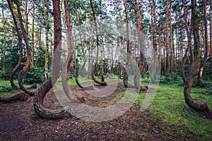 Famous Crooked Forest in Poland