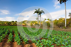 Famous Cuba farmland tobacco area, Valley de Vinales, Cuba.