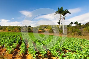 Famoso tierra agricola tabaco Área el valle 