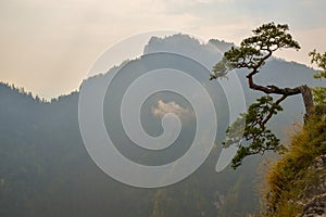 Famous curved pine tree on the top of Sokolica peak in Pieniny, Poland