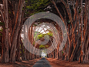 Famous Cypress Tunnel in California