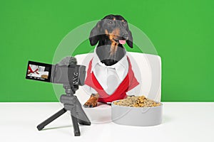 famous dachshund blogger dog in red jacket sits at table in front of professional camera with microphone and creates