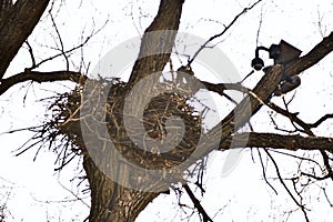 Famous Decorah, Iowa Eagles Nest