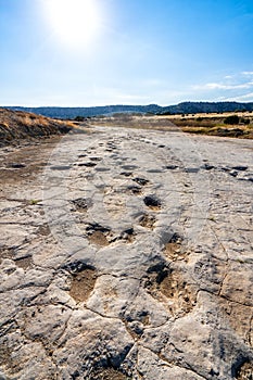 Dinosaur tracks of Comanche National Grassland.  La Junta, Colorado. photo