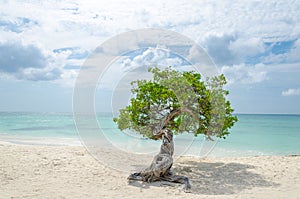 Famous Divi Divi tree which is Aruba`s natural compass