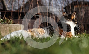 Famous domesticated kitten lying in fragrant and pleasant bed at the garden. She warm up on last hot sun in autumn. Felis catus