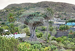 Famous Dragon Tree Drago Milenario in Icod de los Vinos - Tenerife photo