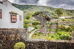 Famous Dragon Tree Drago Milenario in Icod de los Vinos Tenerife, Canary Islands photo