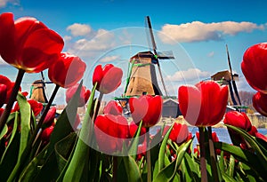 The famous Dutch windmills