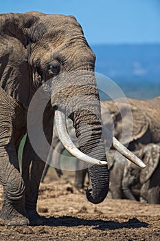 Famous Elephant Tusks