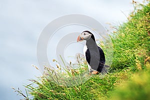 Famous faroese bird puffin closeup