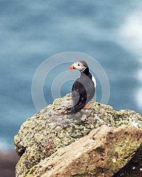 Famous faroese bird puffin closeup