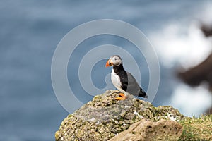 Famous faroese bird puffin closeup