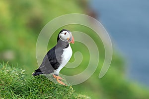 Famous faroese bird puffin closeup