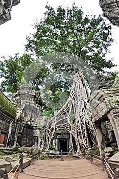 Famous fig tree on wall of Ta Prohm temple