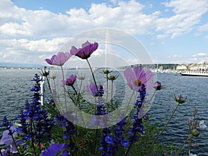 Famous fountain or water jet in Geneva. photo