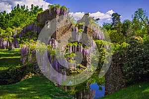 The famous Garden of Ninfa in the spring photo