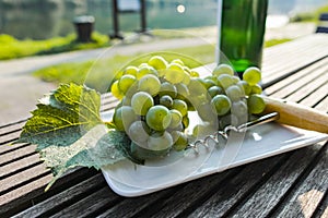 Famous German white wine grapes riesling, growing on slopes of hills in Mosel river valley in Germany