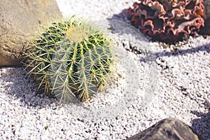 Famous golden barrel cactus Echinocactus grusonii Hildm