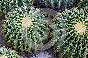 Famous golden barrel cactus Echinocactus grusonii Hildm