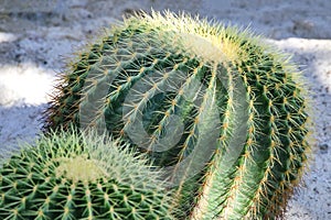 Famous golden barrel cactus Echinocactus grusonii Hildm