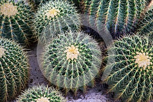 Famous golden barrel cactus Echinocactus grusonii Hildm