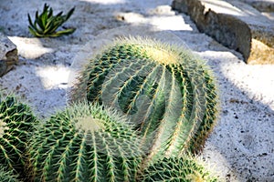 Famous golden barrel cactus Echinocactus grusonii Hildm