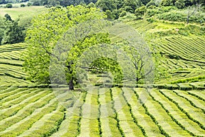 Famous Gorreana Tea Plantation in Azores #2