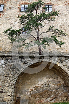 Famous Gothic castle Buchlov